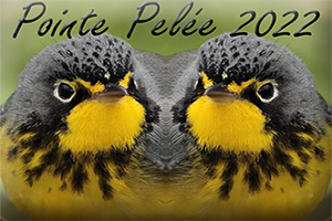 Pointe-Pelée 2022