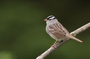 Bruant à couronne blanche