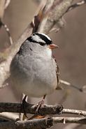 Bruant à couronne blanche