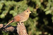 Cardinal rouge