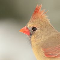 Femelle cardinal rouge