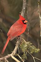 Cardinal rouge