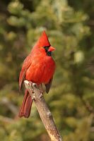 Cardinal rouge