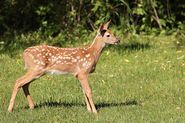 Cerf de Virginie