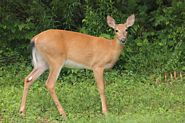 Cerf de Virginie