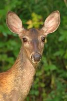 Cerf de Virginie