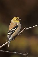 Chardonneret jaune