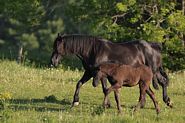 Chevaux Canadiens