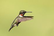 Colibri à gorge rubis