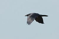Grand corbeau
