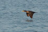 Cormoran à aigrette