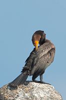 Cormoran 