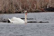 Cygne tuberculé