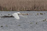 Cygne tuberculé