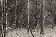 Forêt Carolinienne