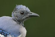 Geai bleu