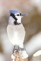 Geai bleu