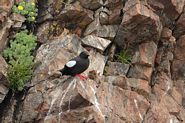 Guillemot à miroir