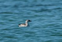 Guillemot à miroir