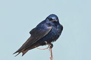 Hirondelle noire