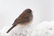 Junco ardoisé
