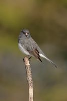 Junco ardoisé