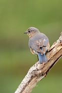 Merle bleu femelle