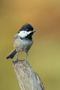 Mésange à tête noire