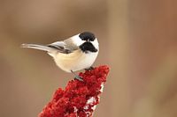 Mésange à tête noire