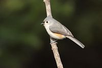 Mésange bicolore