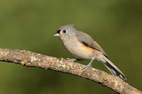 Mésange bicolore