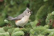 Mésange bicolore