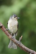 Mésange bicolore