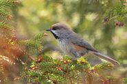 Mésange à tête brune