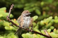 Mésange à tête brune