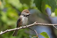 Mésange à tête brune