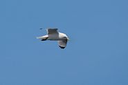 Mouette tridactyle