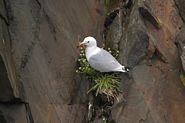 Mouette tridactyle