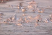 Mouettes de Bonapartes