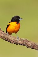 Oriole de Baltimore
