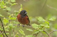 Oriole des vergers mâle