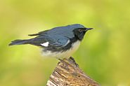 Paruline bleue mâle