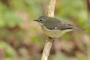 Paruline bleue femelle