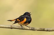 Paruline flamboyante