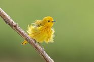 Paruline jaune mâle