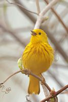 Paruline jaune