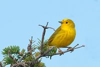 Paruline jaune