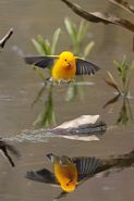 paruline_orange24