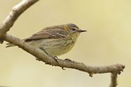 Paruline tigrée femelle