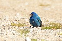 Passerin indigo